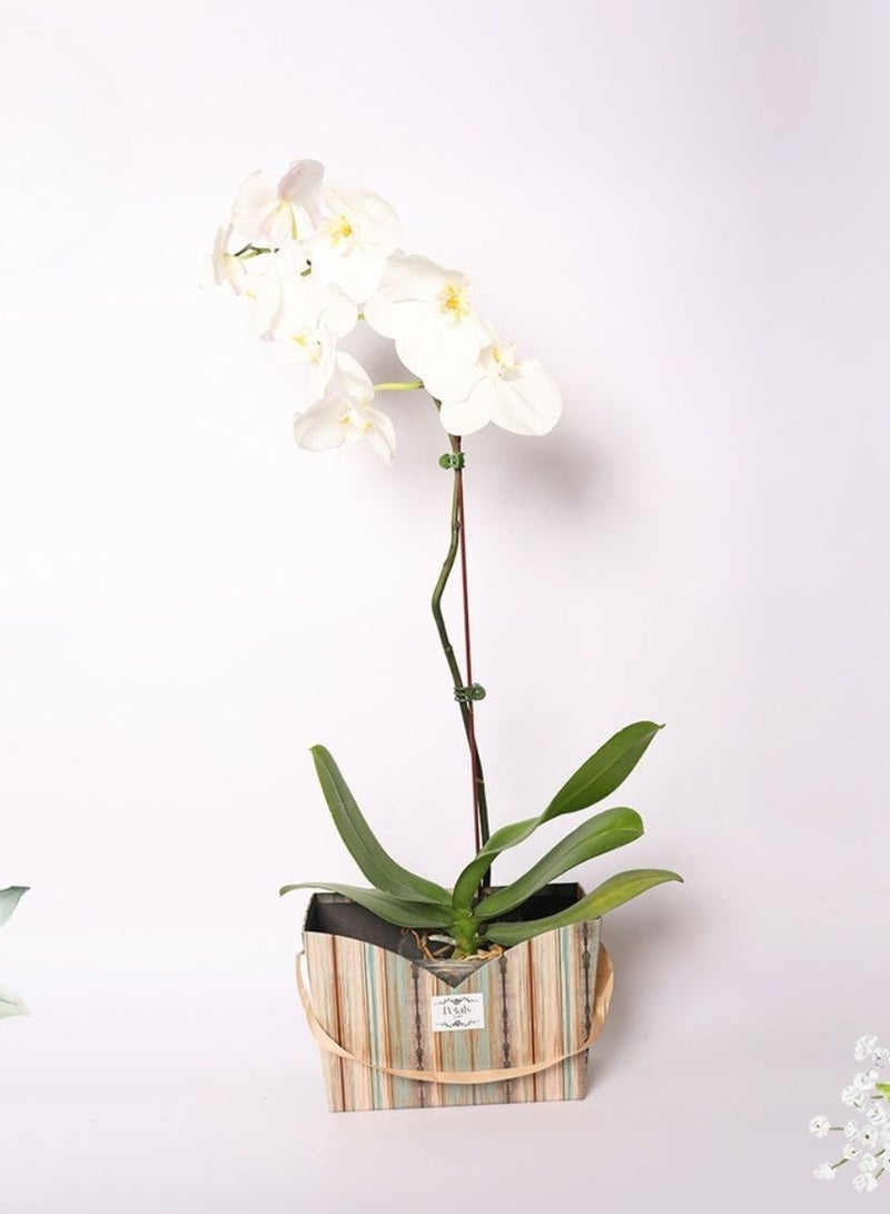 بتلز من إيمي White Orchid Delight 