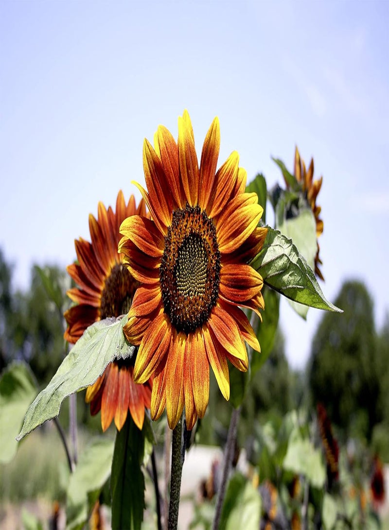 GGOOT seeds Sunflower seeds Medium Red Flower, Organic Sun Flower seeds, Helianthus, Ideal for Beds and Borders, 25 seeds per Pack