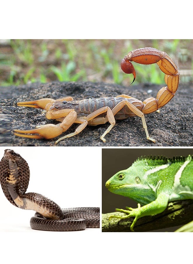 All Natural Lizard Repellent, Snake Repellent, And Gecko Repellent Granules Snake Away 1 Kg
