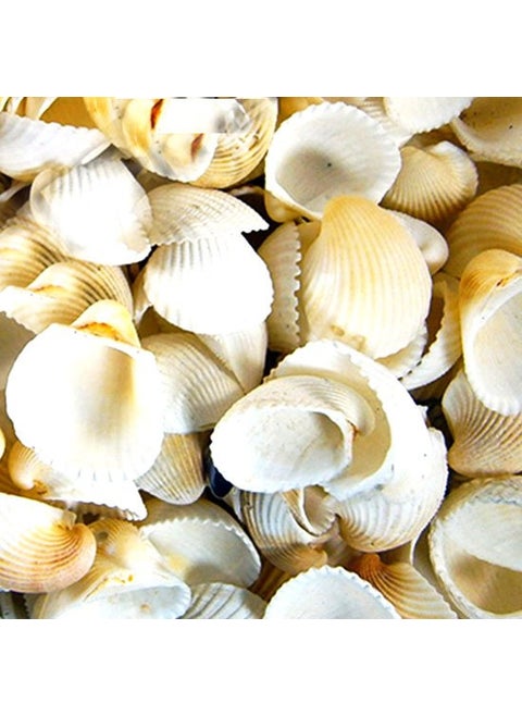 Seashell Clam Rose 50 G