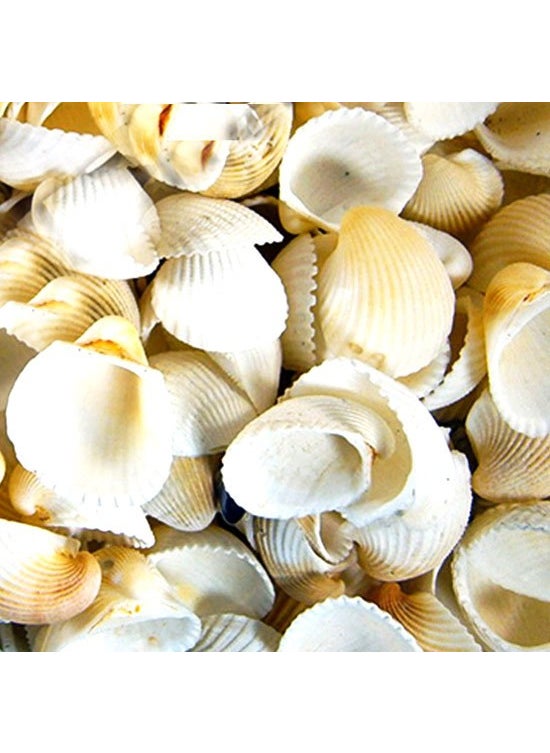 CICI Seashell Clam Rose 50 G 
