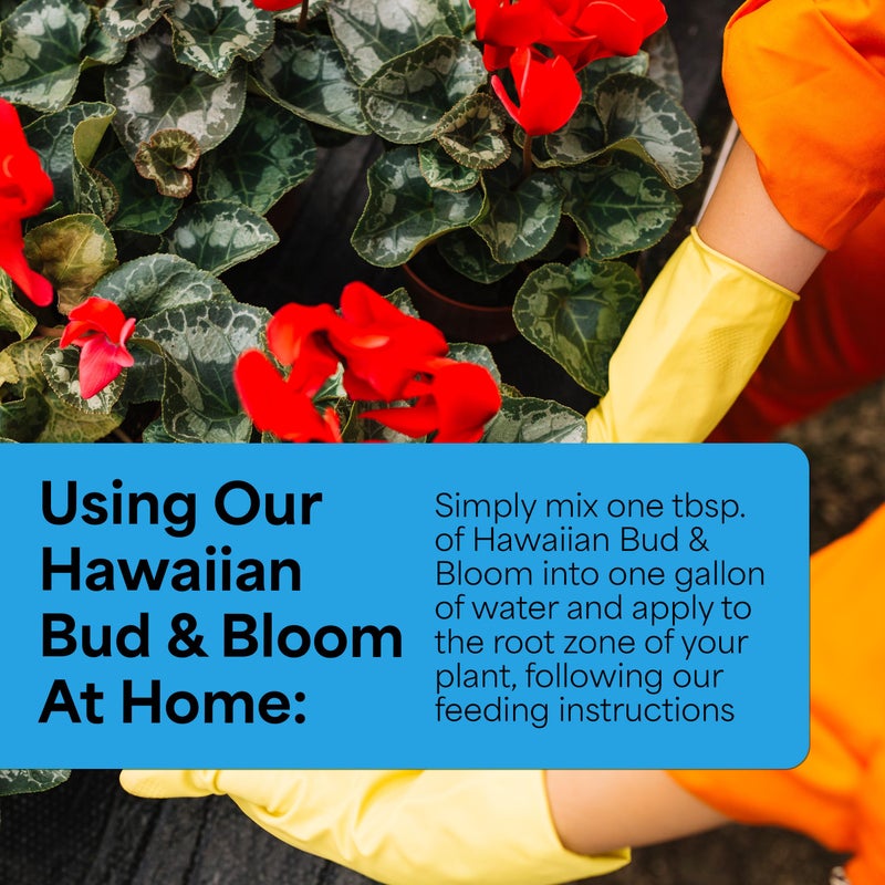 Grow More Urea-Free Hawaiian Bud and Bloom 5-50-17 Fertilizer - 1.5lbs of Water Soluble Bloom Booster Fertilizer for Flowers - High Phosphorus Flower Food for Enhanced Bud Formation & Vigorous Blooms - Image 3