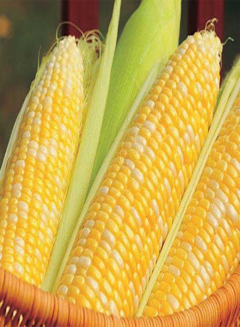 GGOOT Corn Sweetness Bi SH2 Seeds - Bi-Color, Ultra-Sweet and Crunchy, Perfect for Grilling and Boiling, Cold Soil Vigor, Long Shelf Life, Non-GMO (50 Seeds)