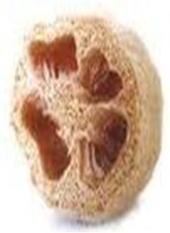 Gourd Sponge Luffa Great Heirloom Vegetable by  10 Seeds