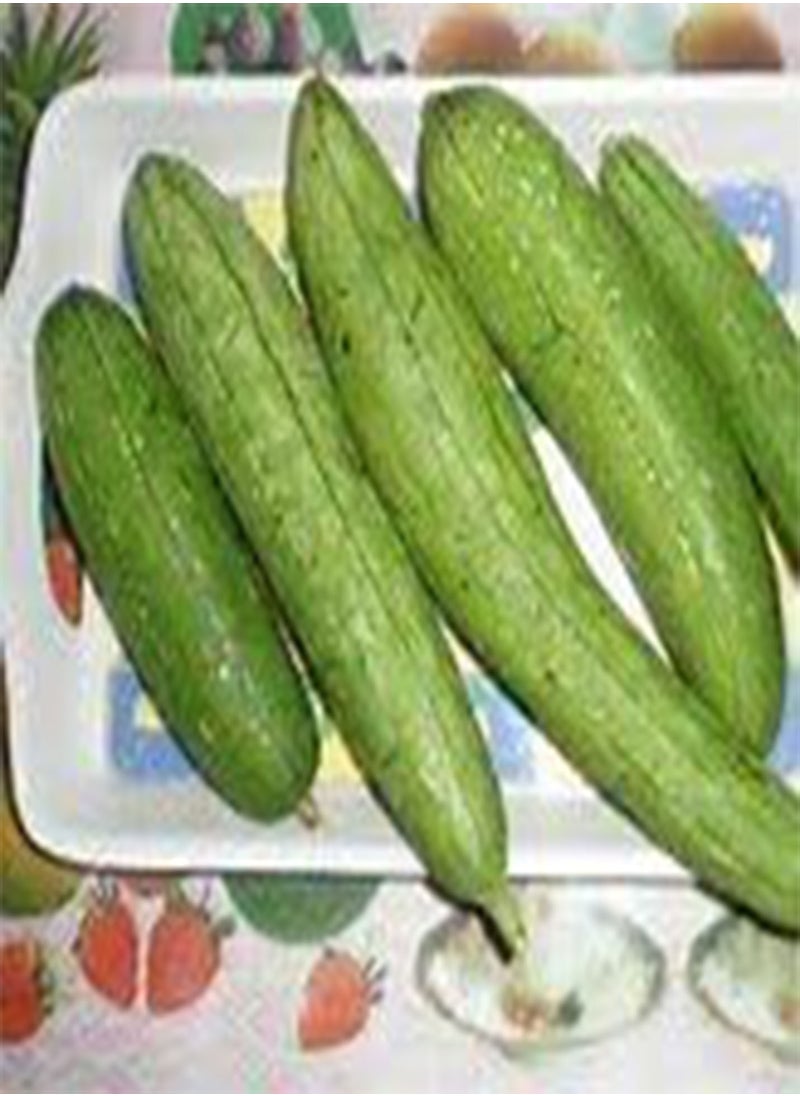 GGOOT - Gourd Sponge Luffa Great Heirloom Vegetable by  10 Seeds - Image 1