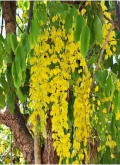 25 Indian Laburnum Ornamental Tree Seeds Cassia Fistula Bahava Golden Shower Tree.