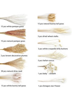 ماركة غير محددة المجففة Pampas العشب المجفف زهرة صغيرة بوص بوهيميا الزهور الطبيعية للزينة المنزلية زهرة غرفة المعيشة شرفة حفل زفاف ترتيب ذيل الأرنب الأبيض ريد 