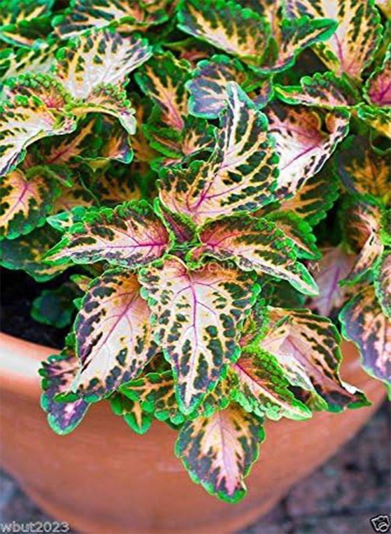 جي جوت فسيفساء، بذور الزهور، سهلة النمو، نبات محب للظل! (30 بذرة) - Image 4