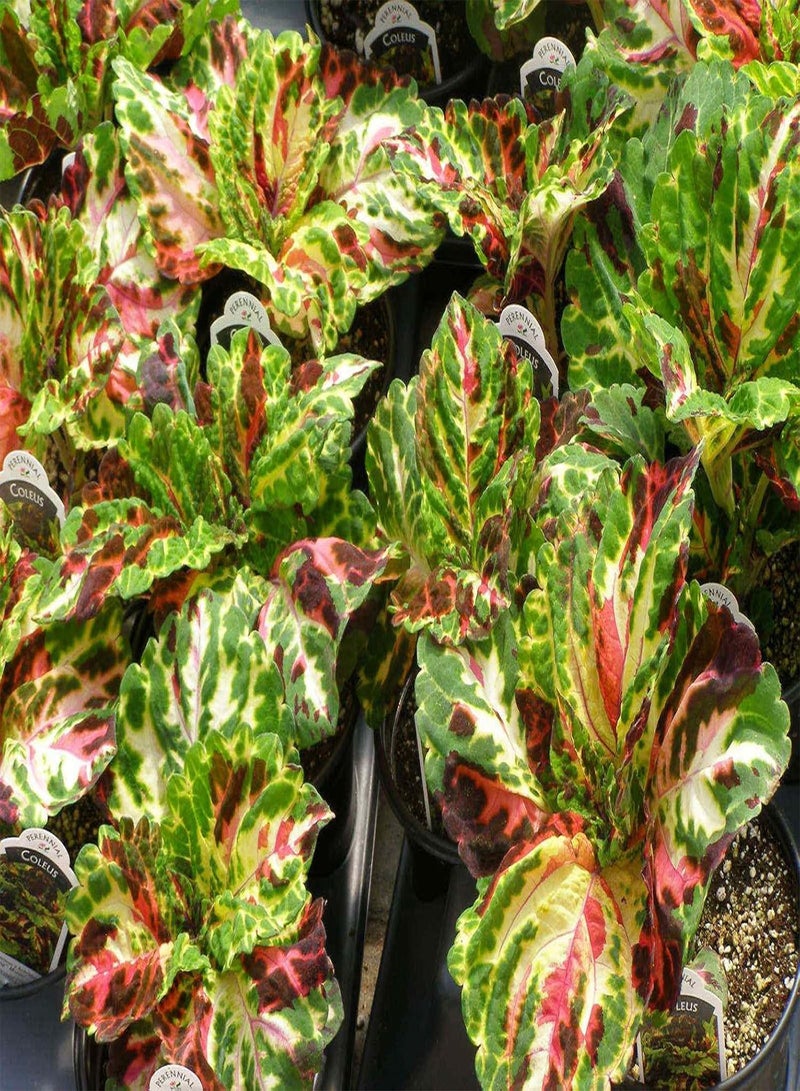 جي جوت فسيفساء، بذور الزهور، سهلة النمو، نبات محب للظل! (30 بذرة) - Image 3