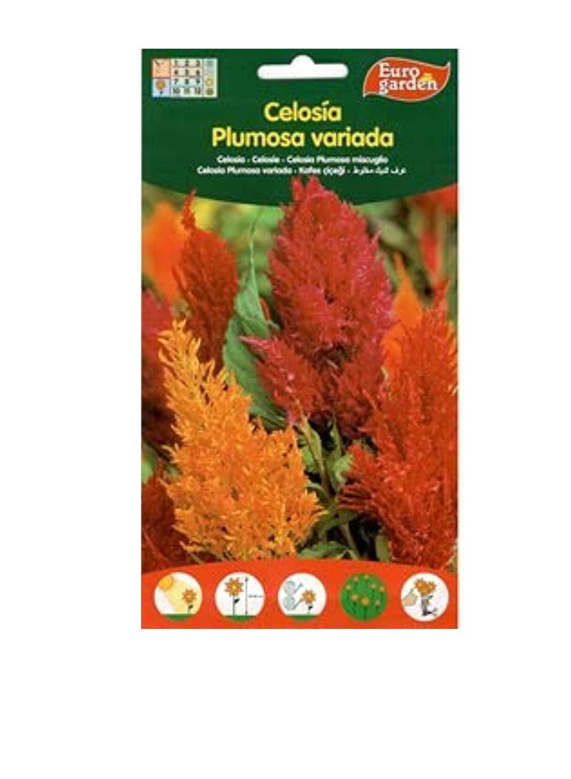 يورو جاردن سيلوسيا - Image 1