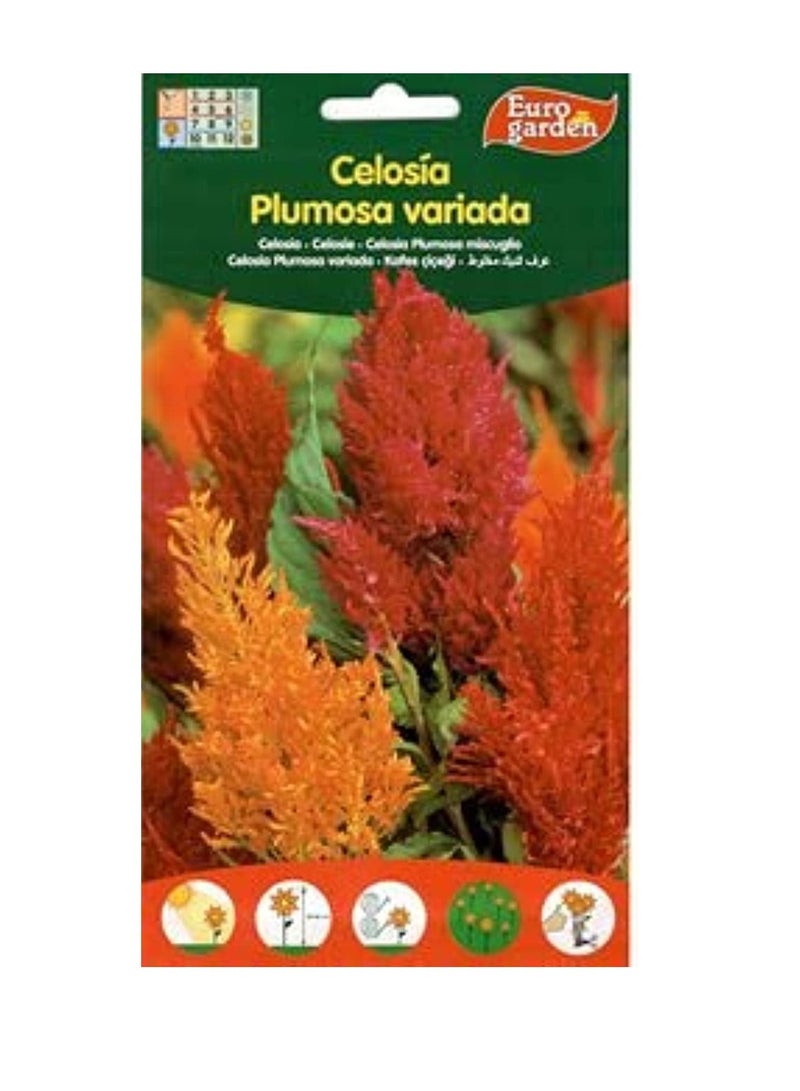 يورو جاردن سيلوسيا - Image 3