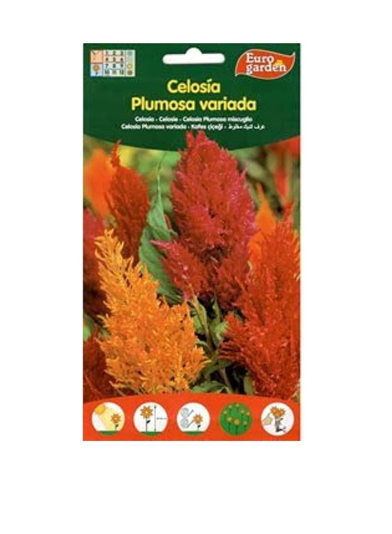 يورو جاردن سيلوسيا - Image 2