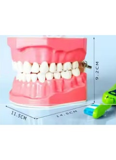 OrthoUnion Dental Demonstration Teeth Brushing Model with Toothbrush 