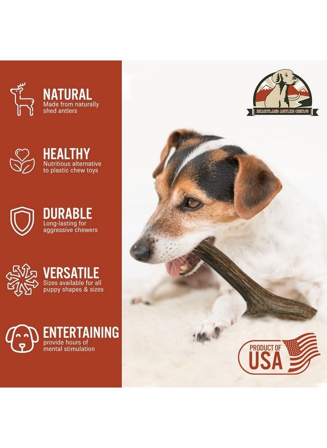 Heartland Antlers Heartland Deer Antlers For Dogs  Grade A, Naturally Shed Antlers | Dog Bones For Aggressive Chewers & Teething Puppies | Chew Toy For All Breeds | Usa Made & Veteran Owned (Small: 45 Deer 2Pack)  - Image 4