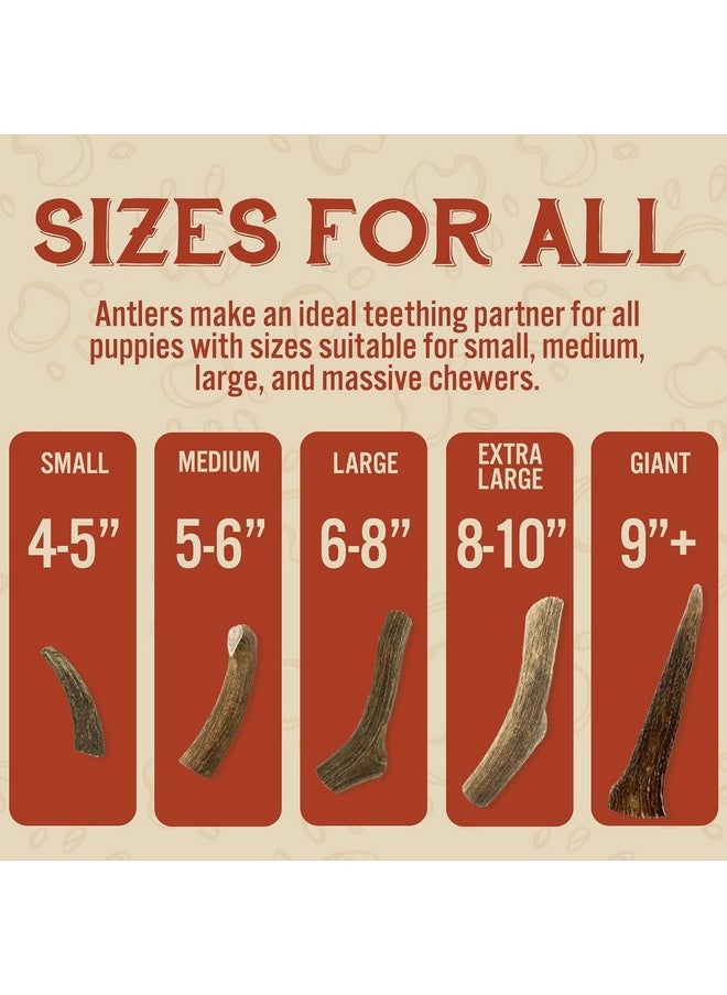 Heartland Antlers Heartland Deer Antlers For Dogs  Grade A, Naturally Shed Antlers | Dog Bones For Aggressive Chewers & Teething Puppies | Chew Toy For All Breeds | Usa Made & Veteran Owned (Small: 45 Deer 2Pack)  - Image 3