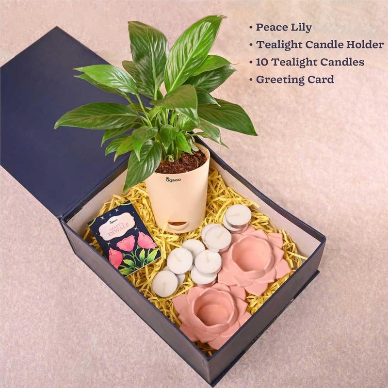 UGAOO Peace Lily Diwali Gift Hamper(Set of 4) with Candle Holders(Set of 2) and Tealight Candles(Set of 10) for Diwali Gifting - Image 2