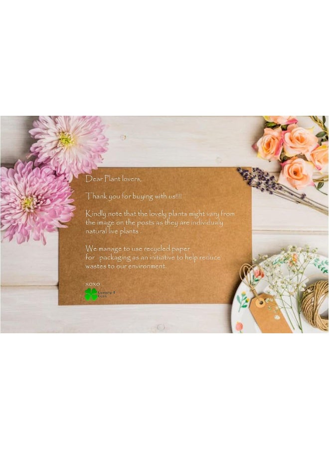 DUBAI GARDEN CENTRE نبات الثعبان سانسيفيريا المصغر من مركز حديقة دبي - Image 3