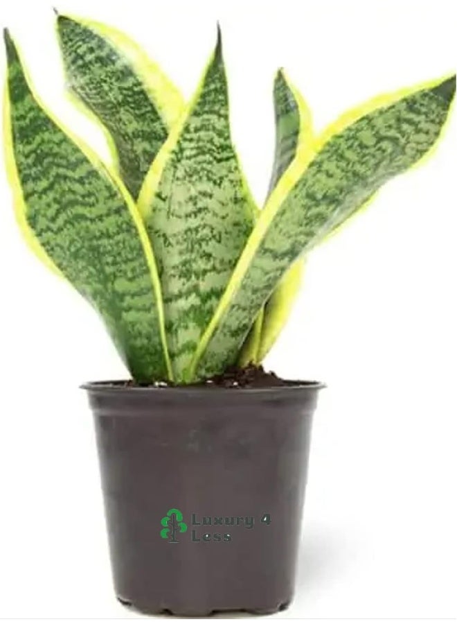 DUBAI GARDEN CENTRE نبات الثعبان سانسيفيريا المصغر من مركز حديقة دبي - Image 2