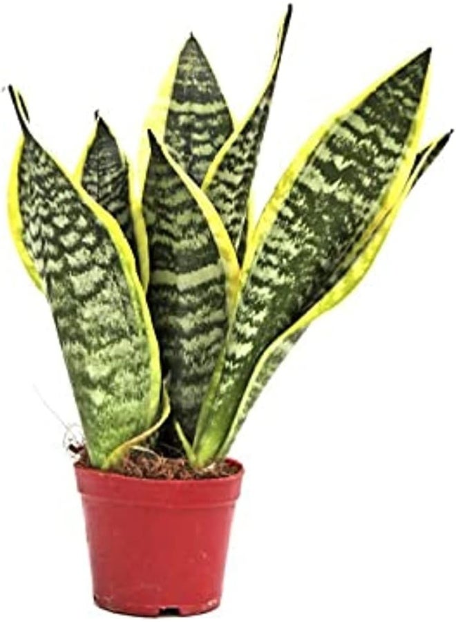 DUBAI GARDEN CENTRE نبات الثعبان سانسيفيريا المصغر من مركز حديقة دبي - Image 1