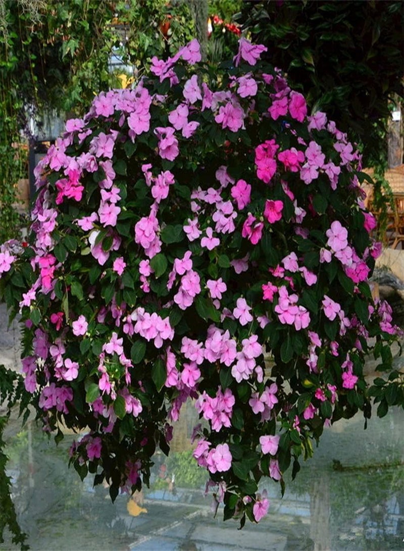 جي جوت 200 قطعة من بذور نبات البلسم الوردي لتزيين الحديقة بشكل فريد، مزروعة على شرفة خارجية، سهلة النمو، مناسبة للمبتدئين - Image 1