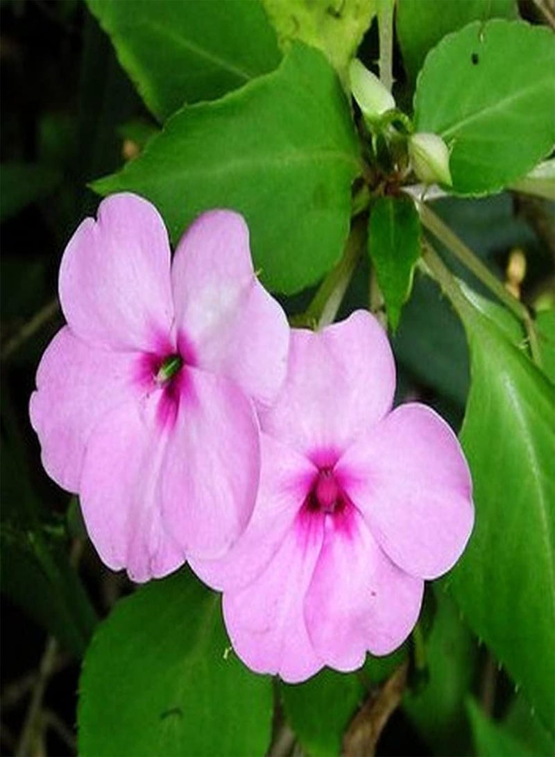 جي جوت 200 قطعة من بذور نبات البلسم الوردي لتزيين الحديقة بشكل فريد، مزروعة على شرفة خارجية، سهلة النمو، مناسبة للمبتدئين - Image 2