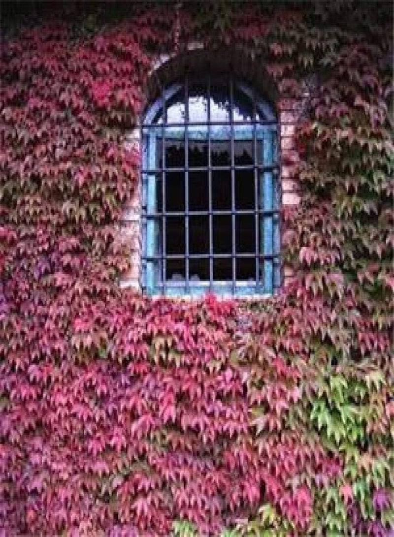 جي جوت بذور أزهار نباتات الزينة الموسمية، بذور بارثينوسيسوس - فوشيا، 100 كبسولة، أزهار زينة نادرة