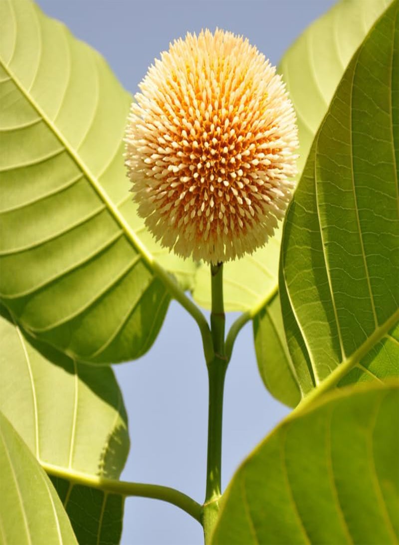 GGOOT Kadamba Tree, Burflower Tree, Anthocephalus cadamba (Neolamarckia cadamba) Seeds (100) - Image 1