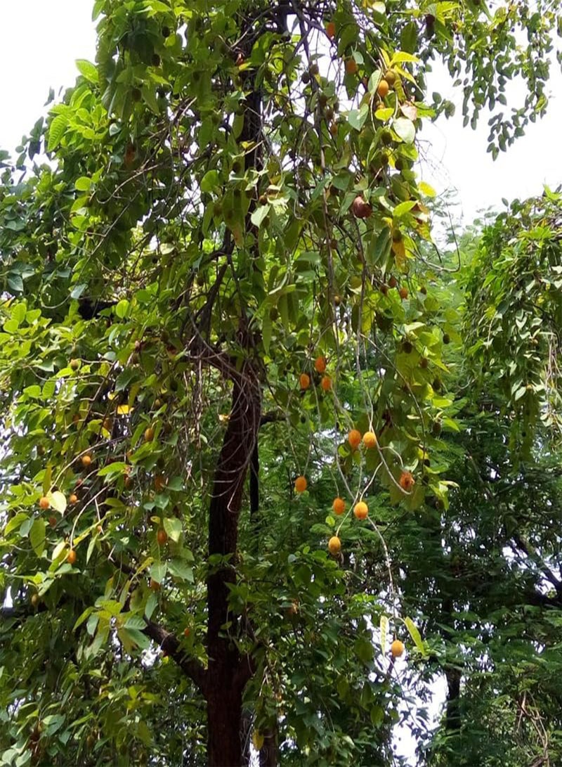 GGOOT Kadamba Tree, Burflower Tree, Anthocephalus cadamba (Neolamarckia cadamba) Seeds (100) - Image 2