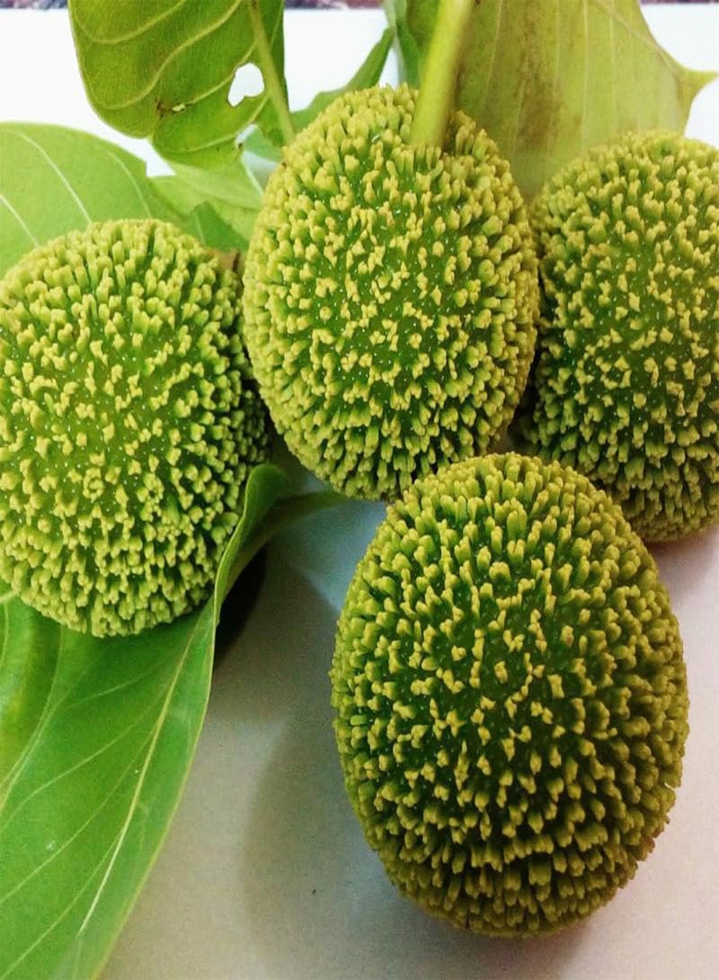 GGOOT Kadamba Tree, Burflower Tree, Anthocephalus cadamba (Neolamarckia cadamba) Seeds (100) - Image 3