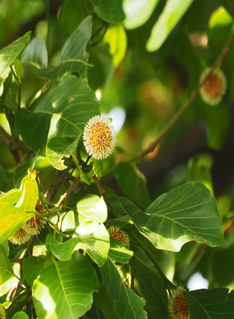 GGOOT Kadamba Tree, Burflower Tree, Anthocephalus cadamba (Neolamarckia cadamba) Seeds (100) - Image 5