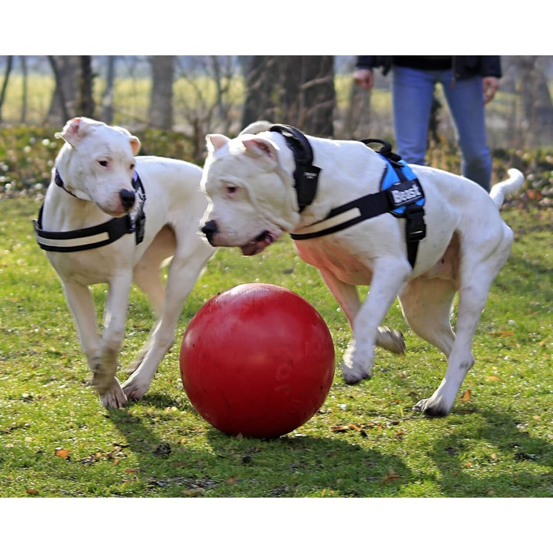 Jolly Pets Push-n-Play Ball Dog Toy, 14 Inches/Extra-Large, Red All Breed Sizes - Image 3