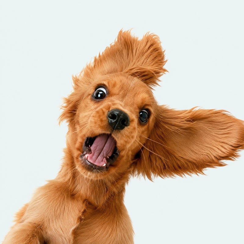 Cute Golden Retriever Print Throw Pillow Cover Soft Decorative Cushion Cover for Sofa Bed Living Room - Image 1
