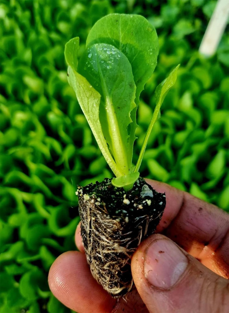 GGOOT Little Gem Lettuce Plug Plants - Grow Your Own from our Premium Quality Plants (6) - Image 2