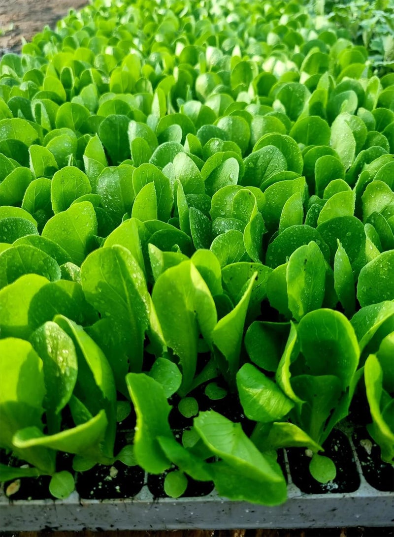 GGOOT Little Gem Lettuce Plug Plants - Grow Your Own from our Premium Quality Plants (6) - Image 3