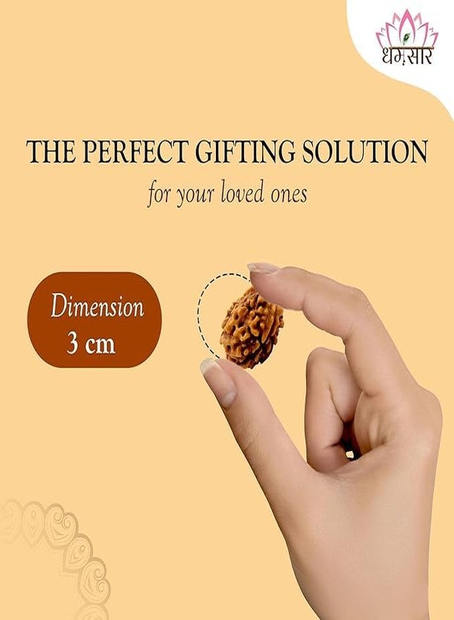 Dharmsaar Rudraksha Mukhi Original Indonesian Bead | Lab Certified Natural Rudraksha Mukhi for Attraction, Meditation & Spiritual Energy (with Box) (8 Mukhi) - Image 2