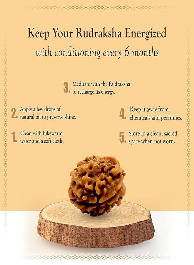 Dharmsaar Rudraksha Mukhi Original Indonesian Bead | Lab Certified Natural Rudraksha Mukhi for Attraction, Meditation & Spiritual Energy (with Box) (8 Mukhi) - Image 3