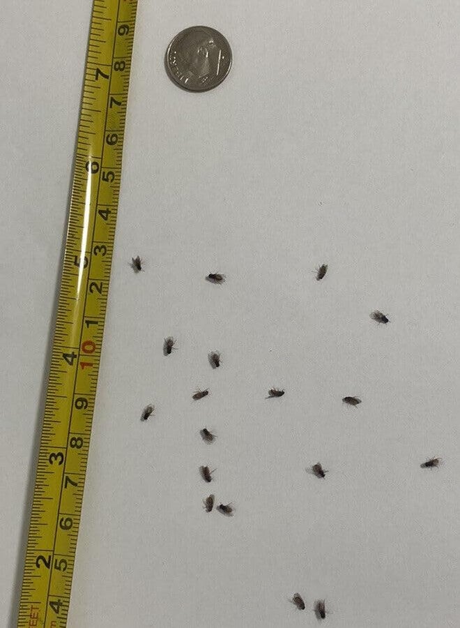 BugBoy4Ever Flightless (Drosophila hydei) Fruit Fly Culture - *Newly inoculated* - Image 5
