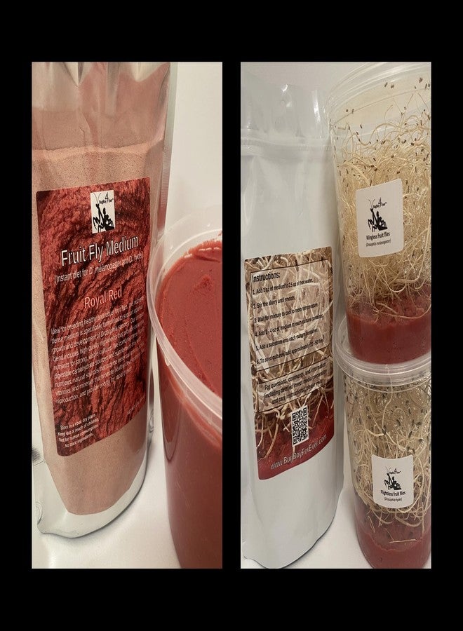 BugBoy4Ever Flightless (Drosophila hydei) Fruit Fly Culture - *Newly inoculated* - Image 2