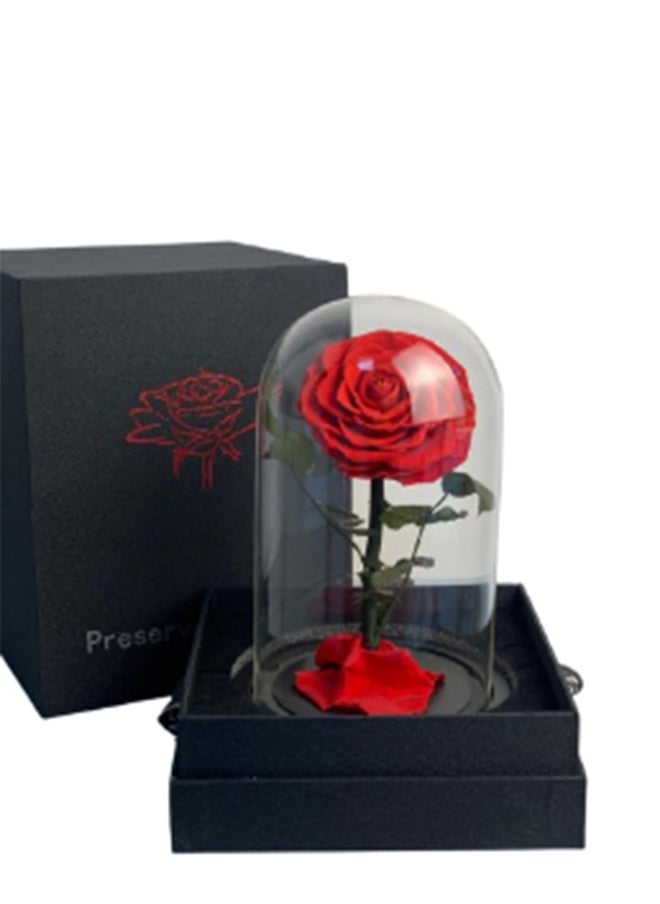 wardi Red Infinity Rose In A Dome 