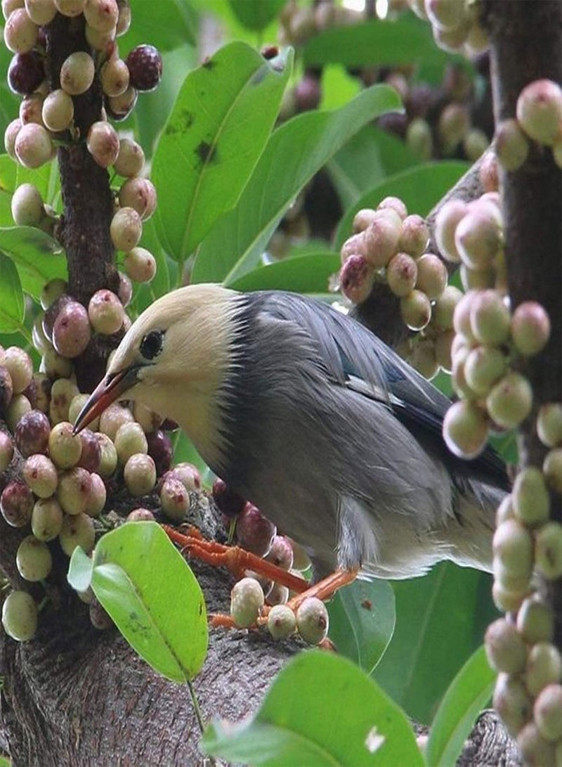 GGOOT Green Garden Flower Plants-200Pcs Ficus Subpisocarpa Seeds Garden Backyard Park Easy Grow Tree Plant Decor - Ficus Subpisocarpa Seeds - Image 2