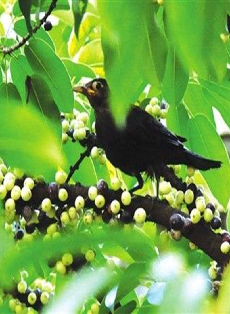 GGOOT Green Garden Flower Plants-200Pcs Ficus Subpisocarpa Seeds Garden Backyard Park Easy Grow Tree Plant Decor - Ficus Subpisocarpa Seeds - Image 3