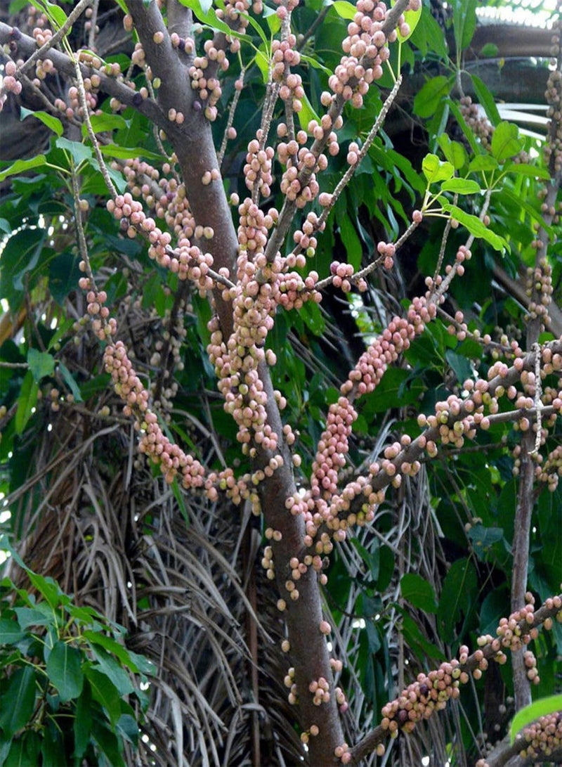 GGOOT Green Garden Flower Plants-200Pcs Ficus Subpisocarpa Seeds Garden Backyard Park Easy Grow Tree Plant Decor - Ficus Subpisocarpa Seeds - Image 5