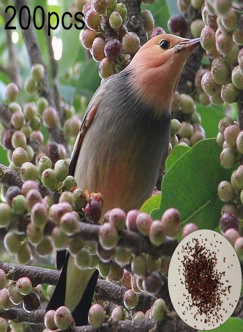 GGOOT Green Garden Flower Plants-200Pcs Ficus Subpisocarpa Seeds Garden Backyard Park Easy Grow Tree Plant Decor - Ficus Subpisocarpa Seeds - Image 1