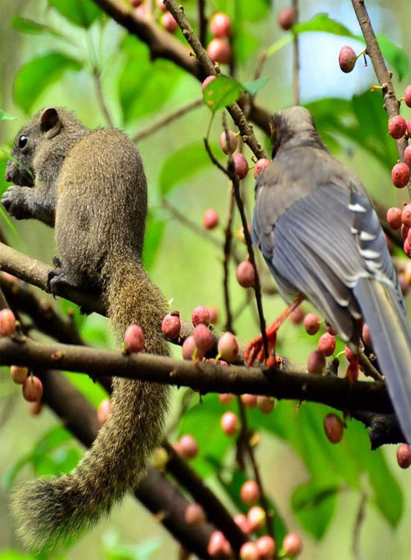 GGOOT Green Garden Flower Plants-200Pcs Ficus Subpisocarpa Seeds Garden Backyard Park Easy Grow Tree Plant Decor - Ficus Subpisocarpa Seeds - Image 4