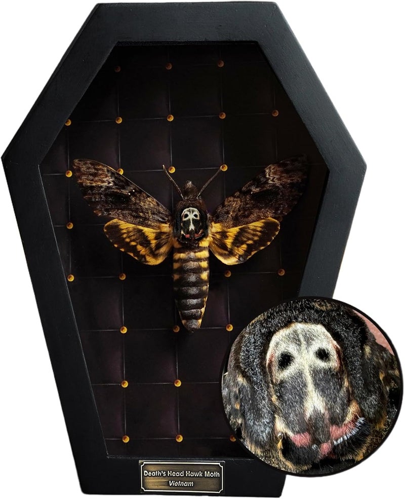 VINADECOR Real Death Head Moth White Skull Acherontia Gothic Witchy Spooky Halloween Butterfly Entomology Shadow Box Insect Oddity Curiosities Taxidermy Wall Art Home Decor Living Gallery CF18-01-NEM-MT - Image 1