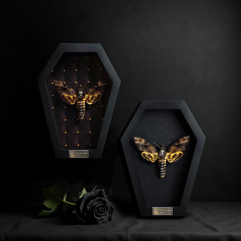 VINADECOR Real Death Head Moth White Skull Acherontia Gothic Witchy Spooky Halloween Butterfly Entomology Shadow Box Insect Oddity Curiosities Taxidermy Wall Art Home Decor Living Gallery CF18-01-NEM-MT - Image 3