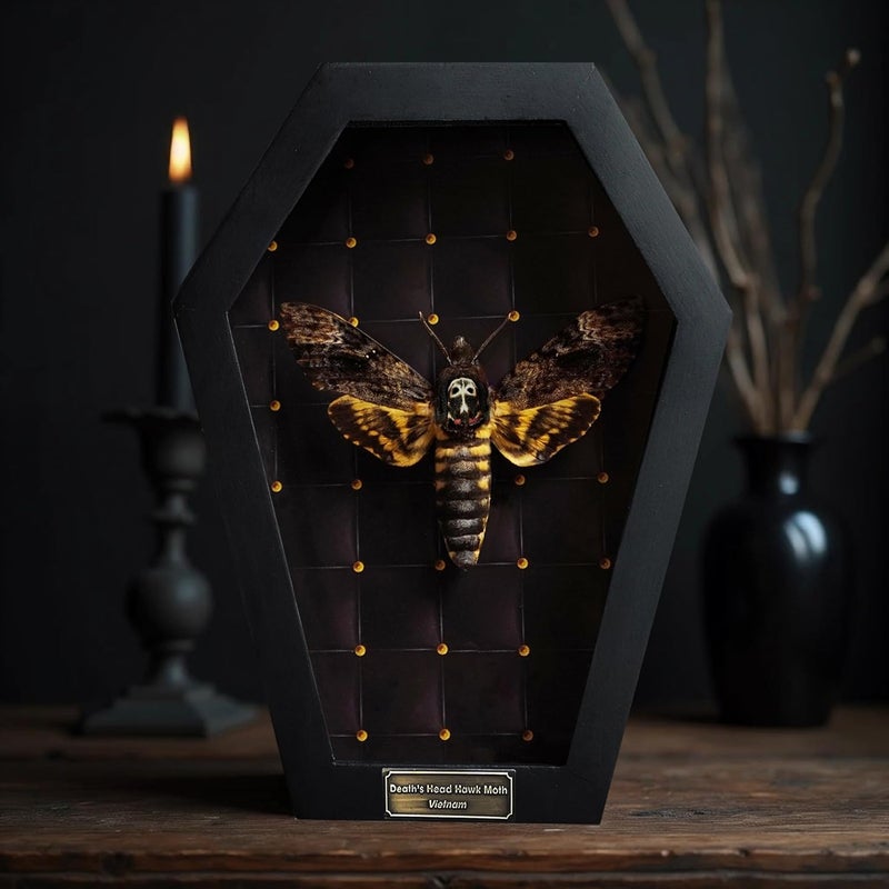 VINADECOR Real Death Head Moth White Skull Acherontia Gothic Witchy Spooky Halloween Butterfly Entomology Shadow Box Insect Oddity Curiosities Taxidermy Wall Art Home Decor Living Gallery CF18-01-NEM-MT - Image 2