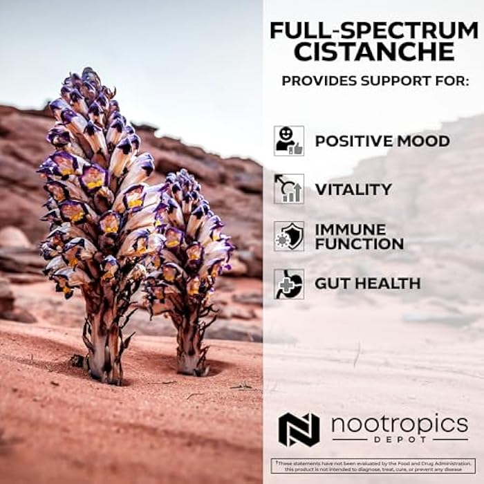 Nootropics Depot Cistanche tubulosa Capsules | 700mg | 5% Echinacoside + 1% Verbascoside (Acetoside) | 60 Count - Image 4