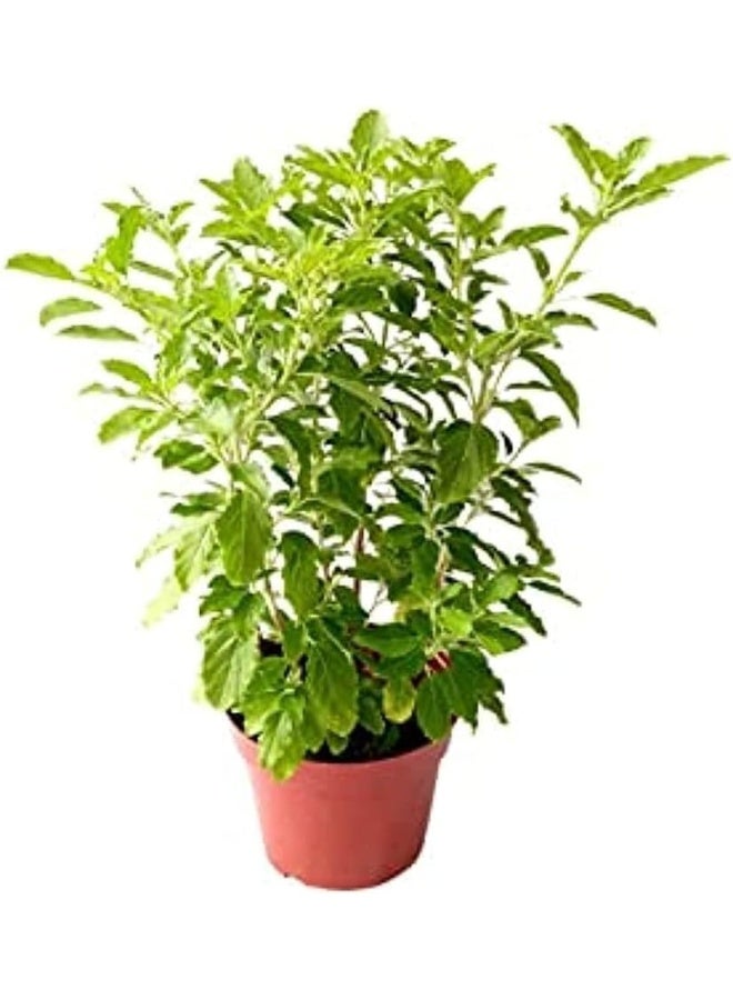 DUBAI GARDEN CENTRE نبات تولسي صغير من مركز دبي للحدائق، أخضر