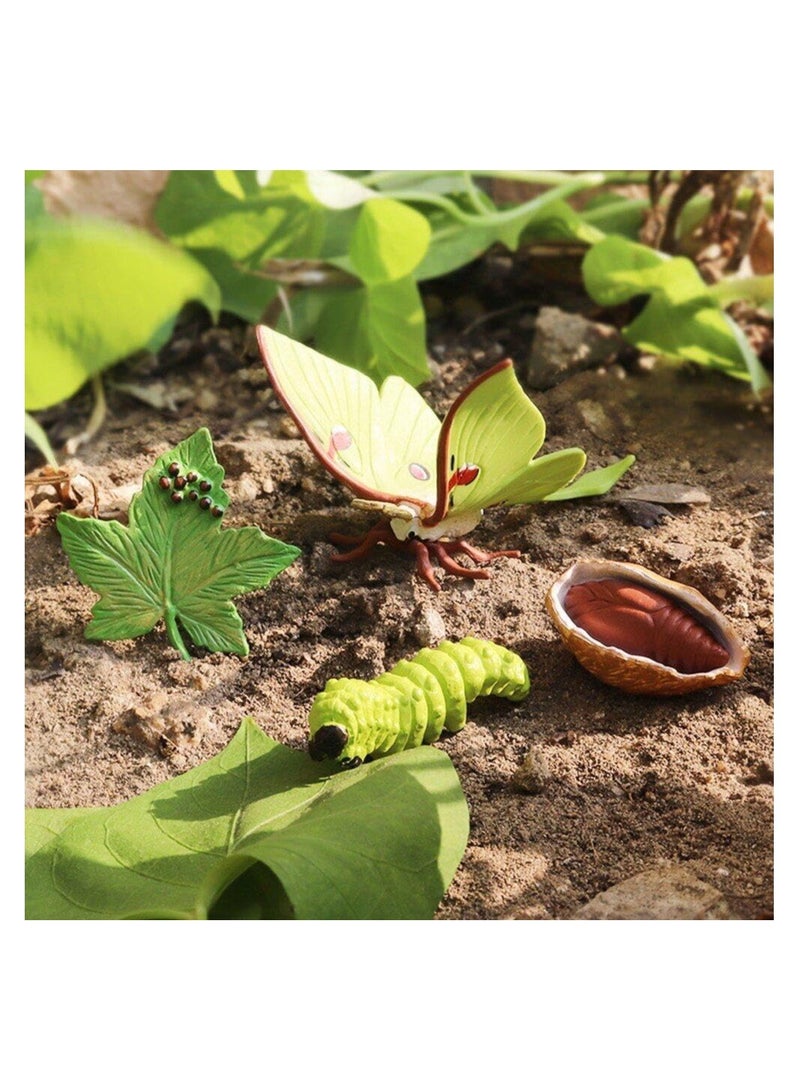 SOLARAE Butterfly Life Cycle Model Kit - Educational Simulation of Animal Growth Stages for Kids, DIY Home Projects, and School Teaching Aids Featuring 4 Stages of Butterfly Development. - Image 4